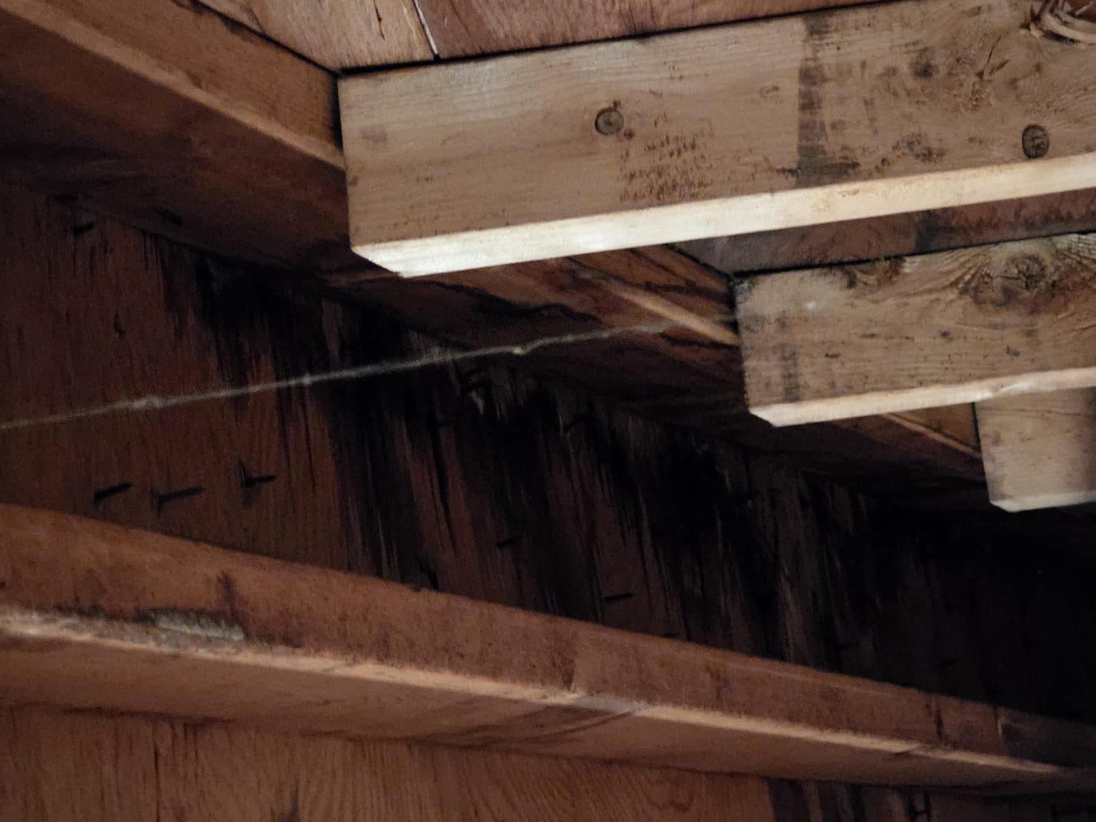 Attic side of the roof directly under the leak: dark water staining across the plank decking and down the rafter.