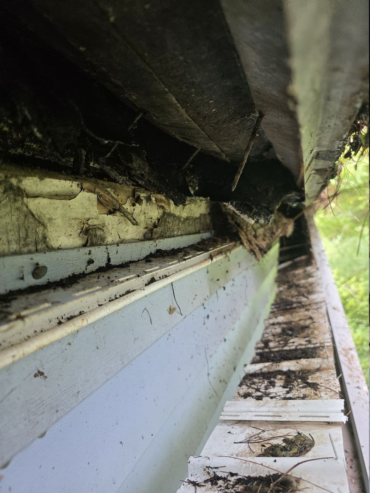Damaged fascia and debris along the gutter edge