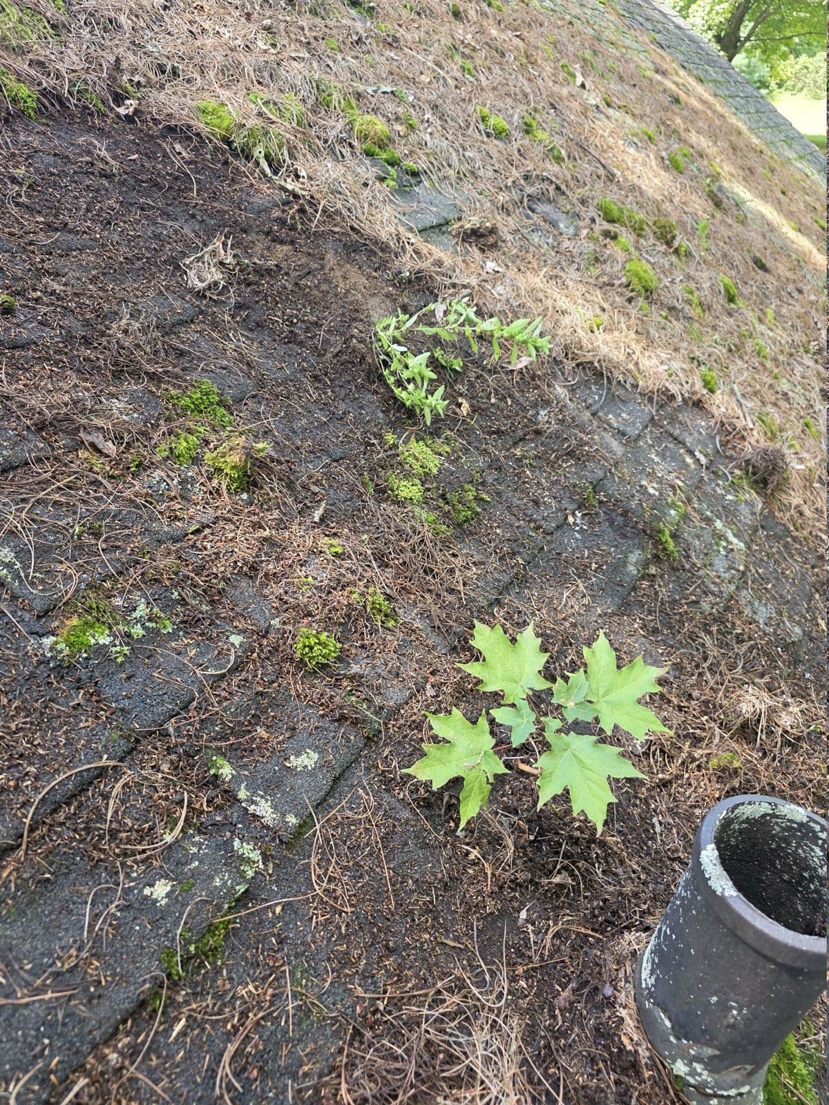 Needles, moss and small plants on shingles beside a vent pipe