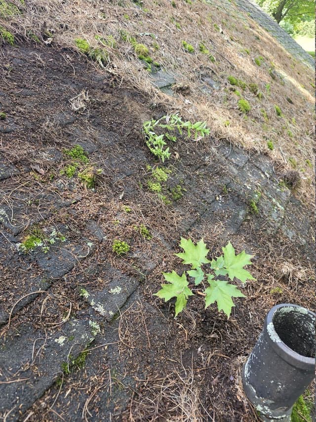 Needles, moss and small plants on shingles beside a vent pipe