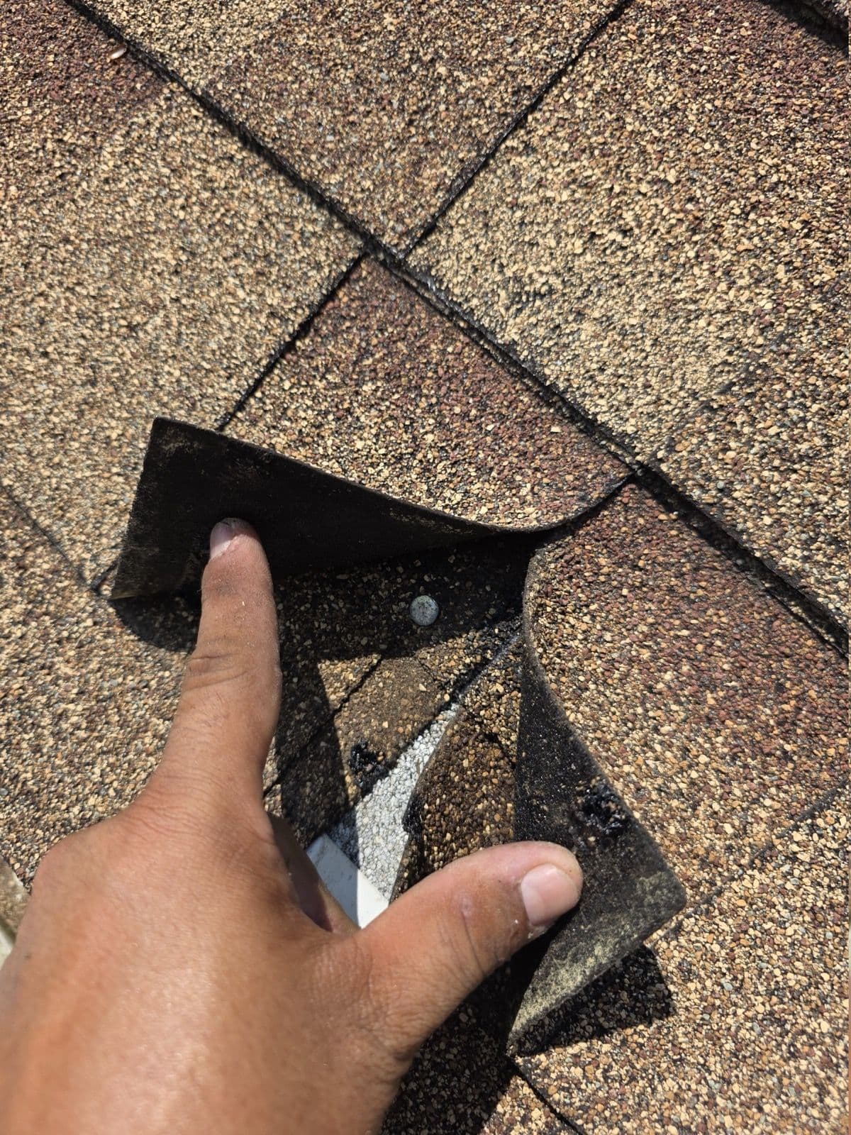 Hand lifting a tan shingle tab to expose the fastener beneath